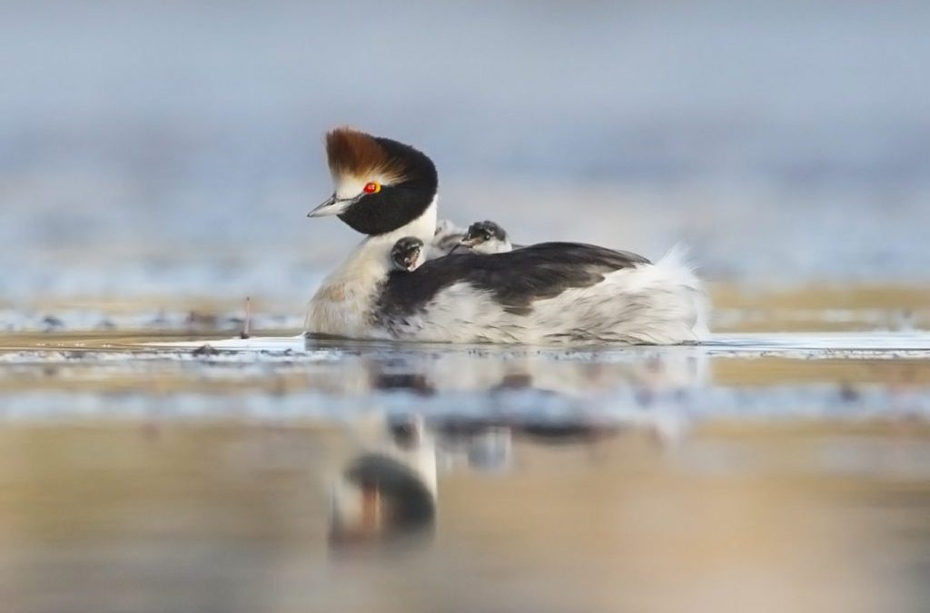 Selecting GPS tags to track the critically endangered Hooded Grebe