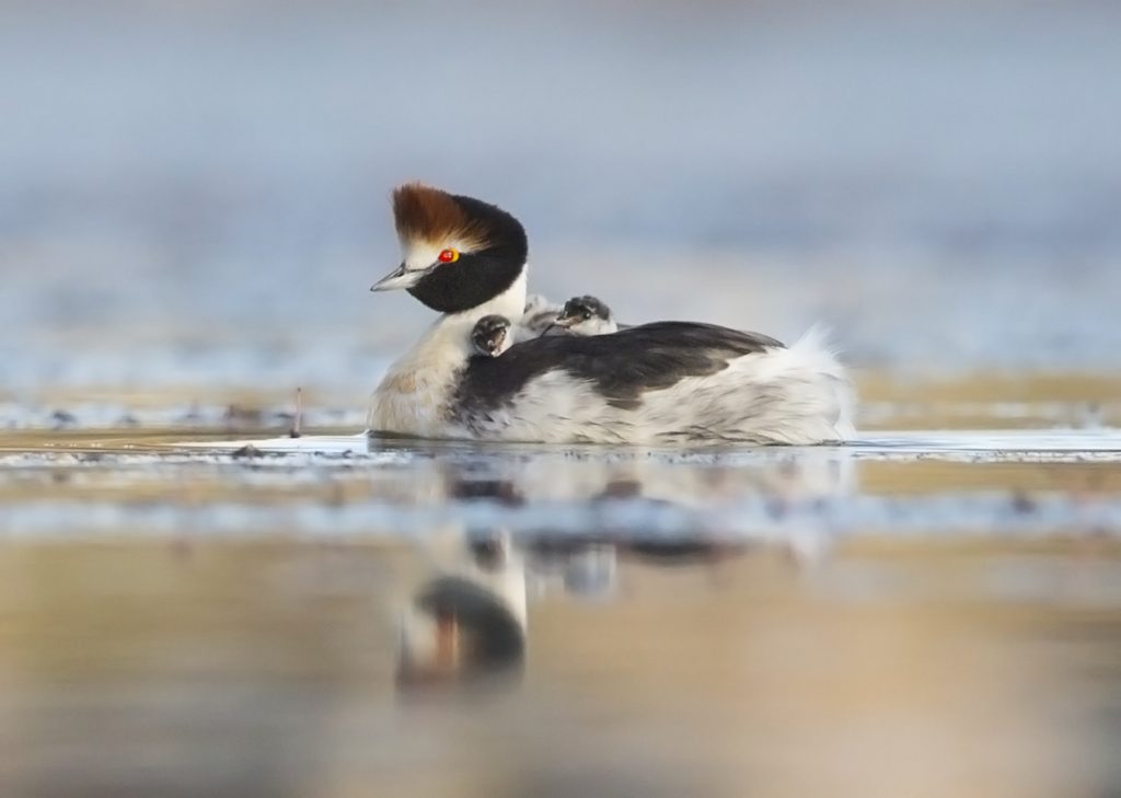hooded grebe tracking