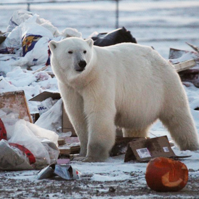 polar bear detection using thermal cameras