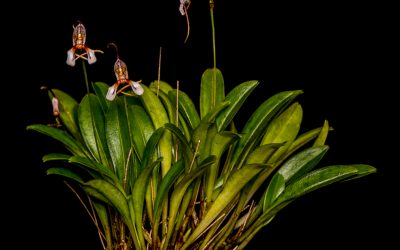 Open source monitoring systems for pollinators & orchids