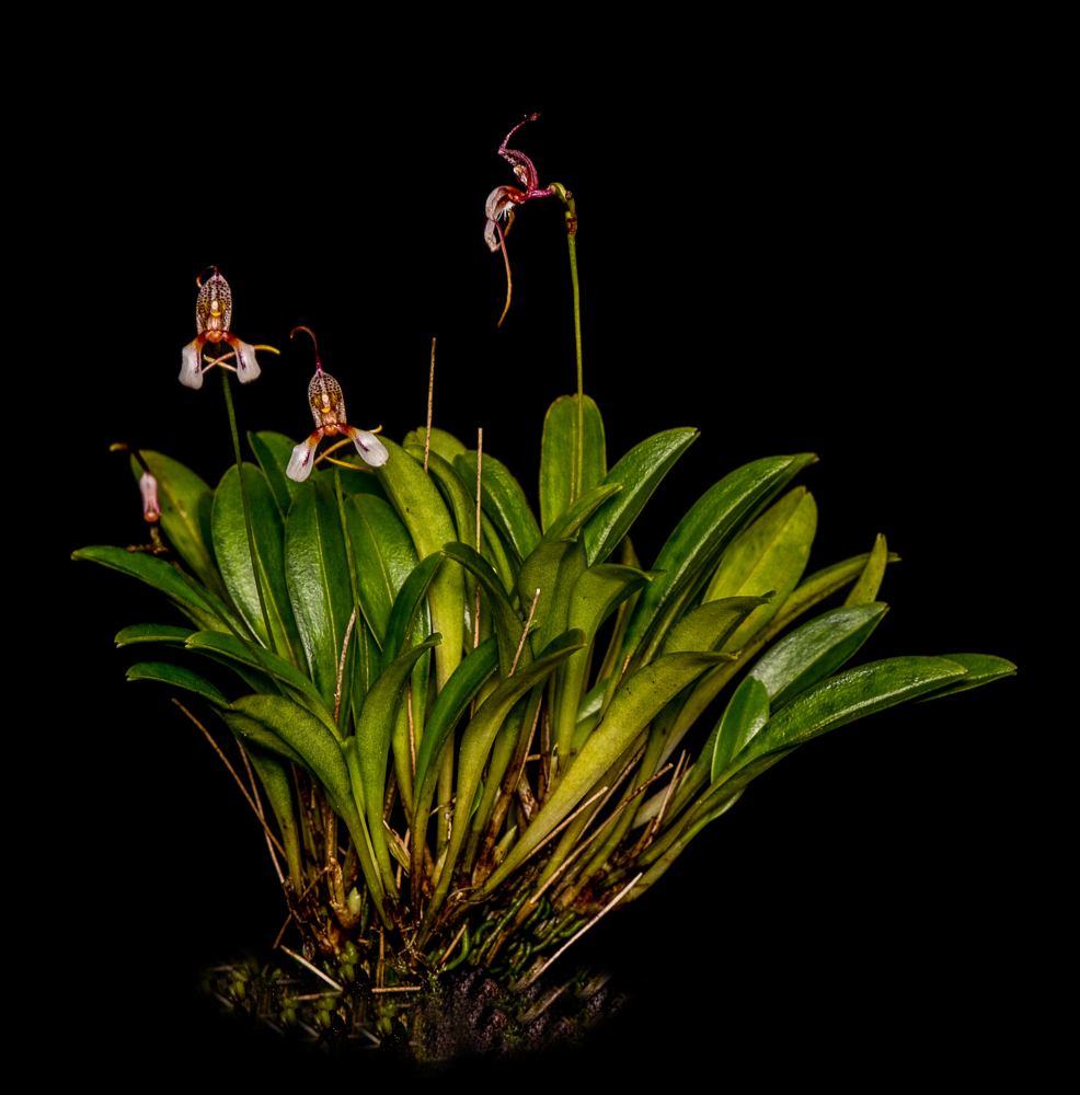 orchid reintroduction