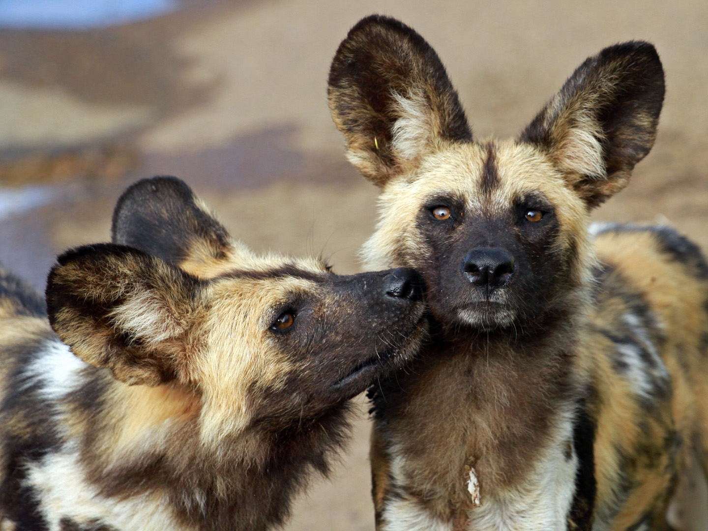 African Wild Dogs – Center for Ecosystem Sentinels