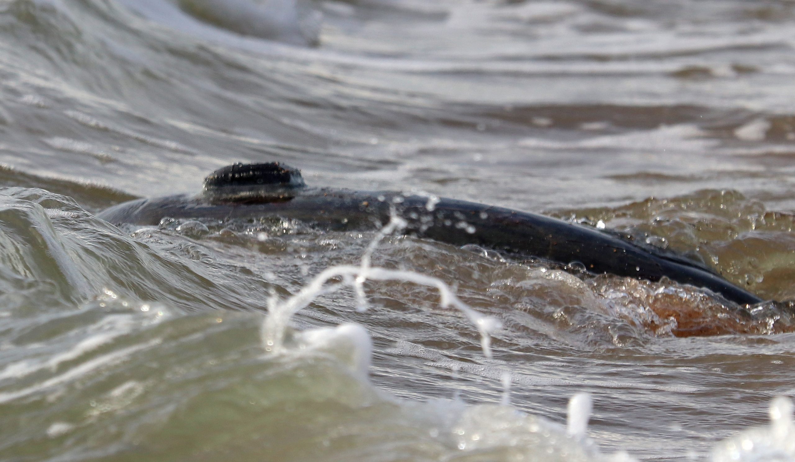 Sea turtle GPS tag