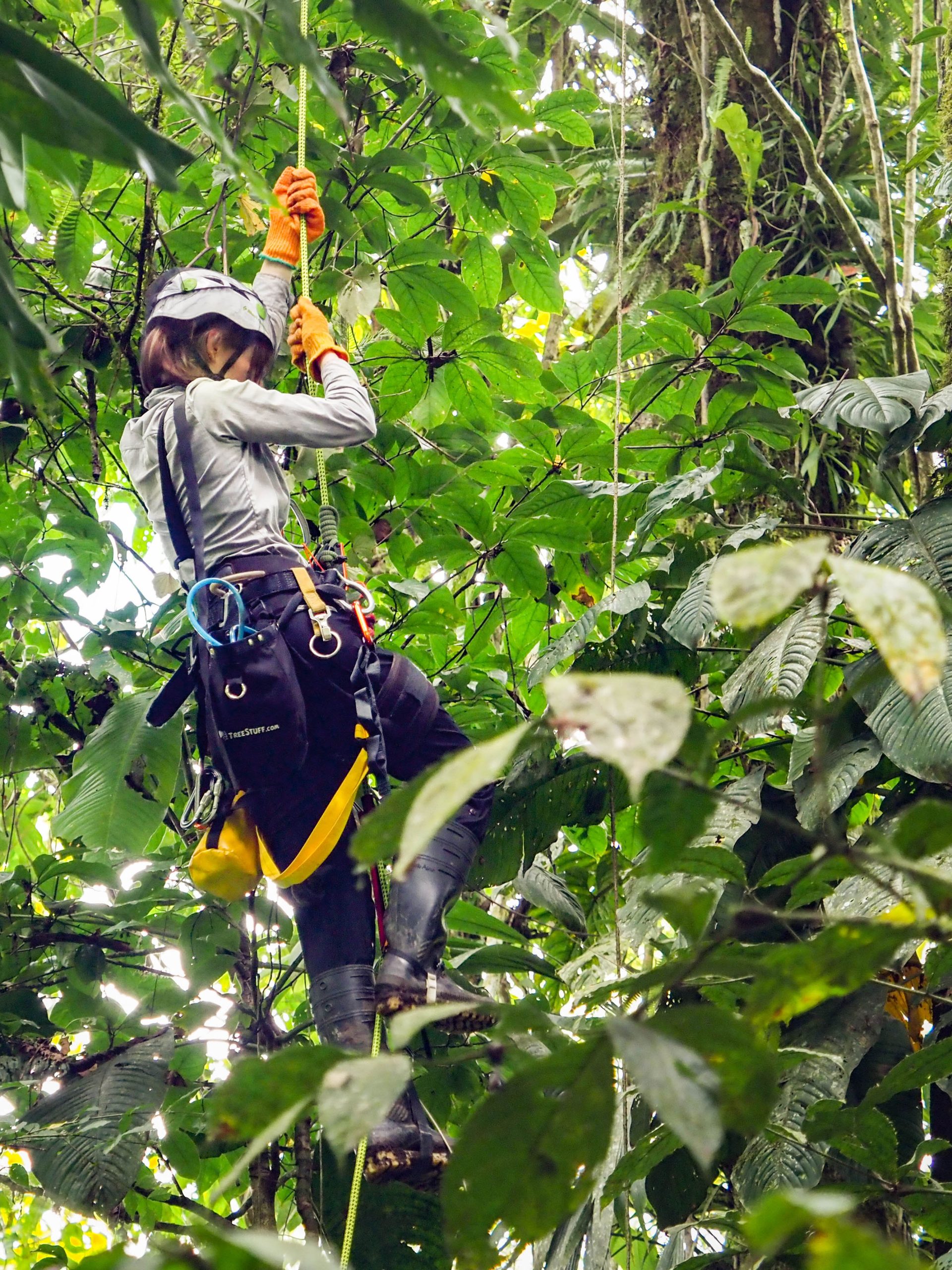 Tree climbing to install conservation technology