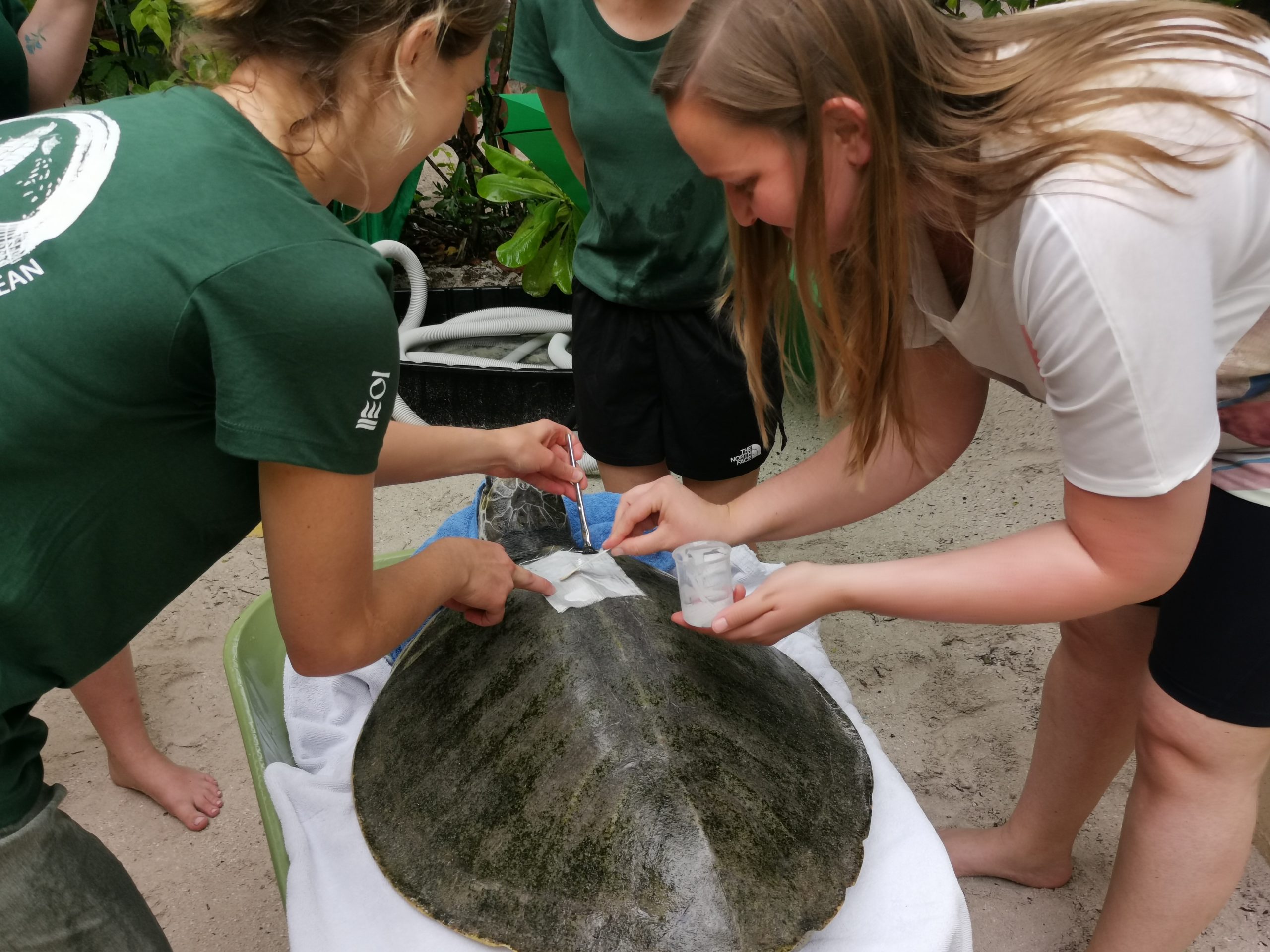 Tagging sea turtles