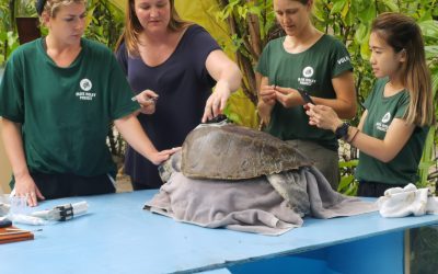 New Horizons for rehabilitated sea turtles