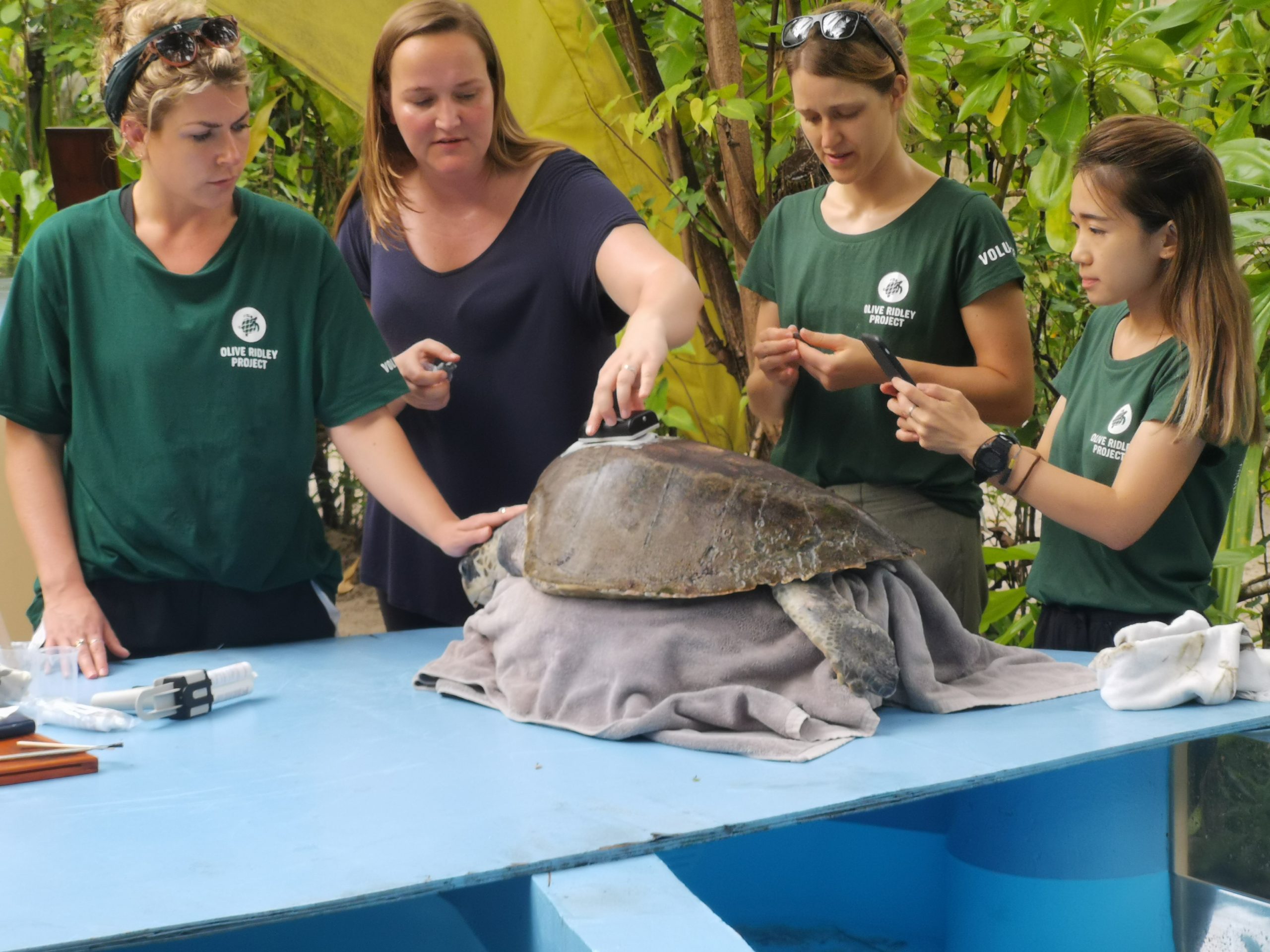 New satellite tags for rehabilitated sea turtles