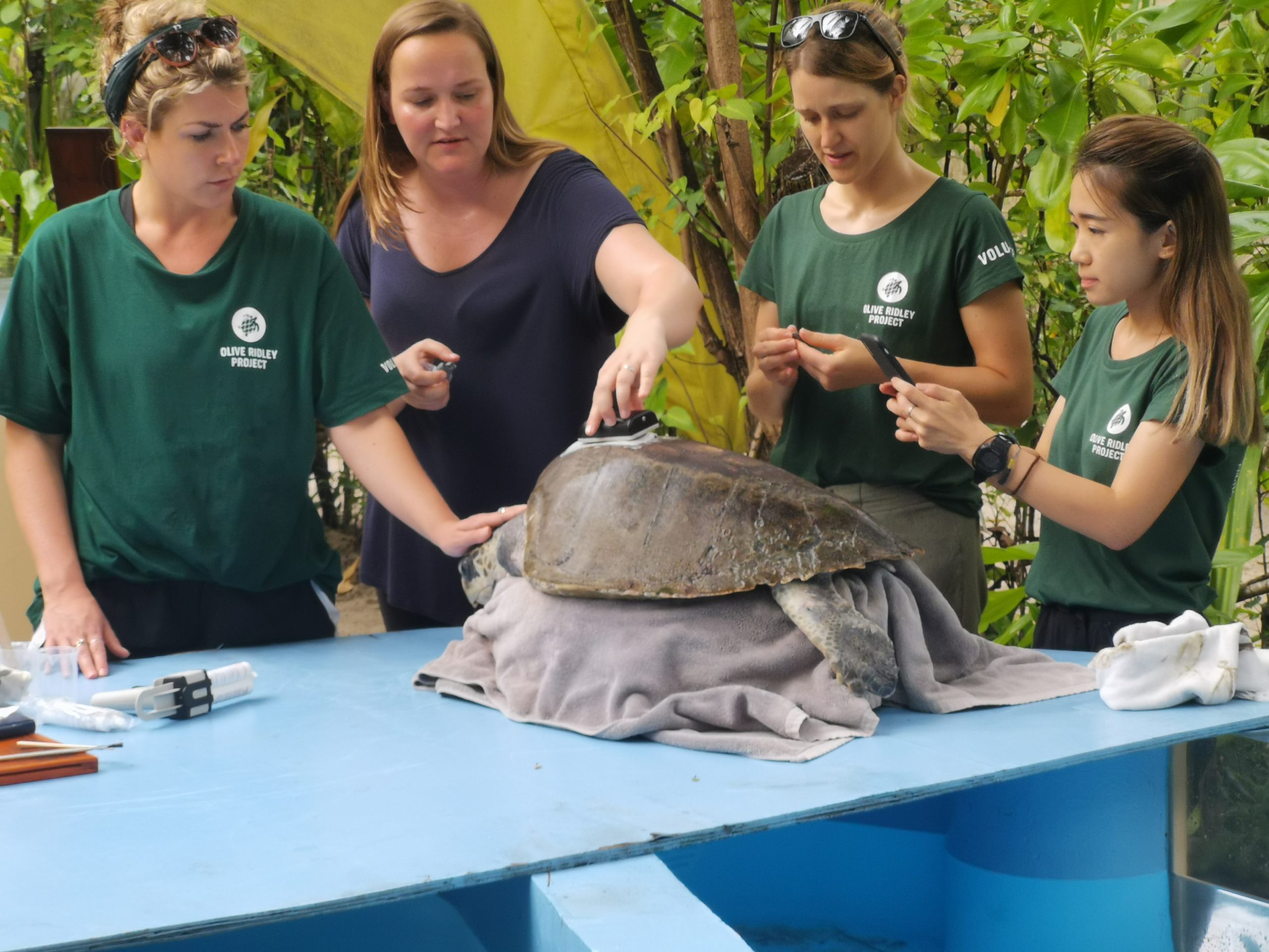 Testing an early Scute tag prototype with the Olive Ridley Project
