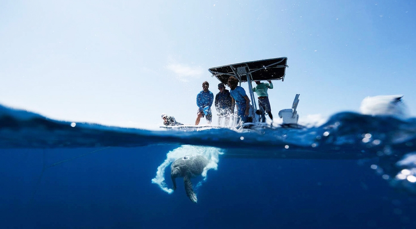 The department for the environment, Cayman Islands are exploring open source sea turtle tagging